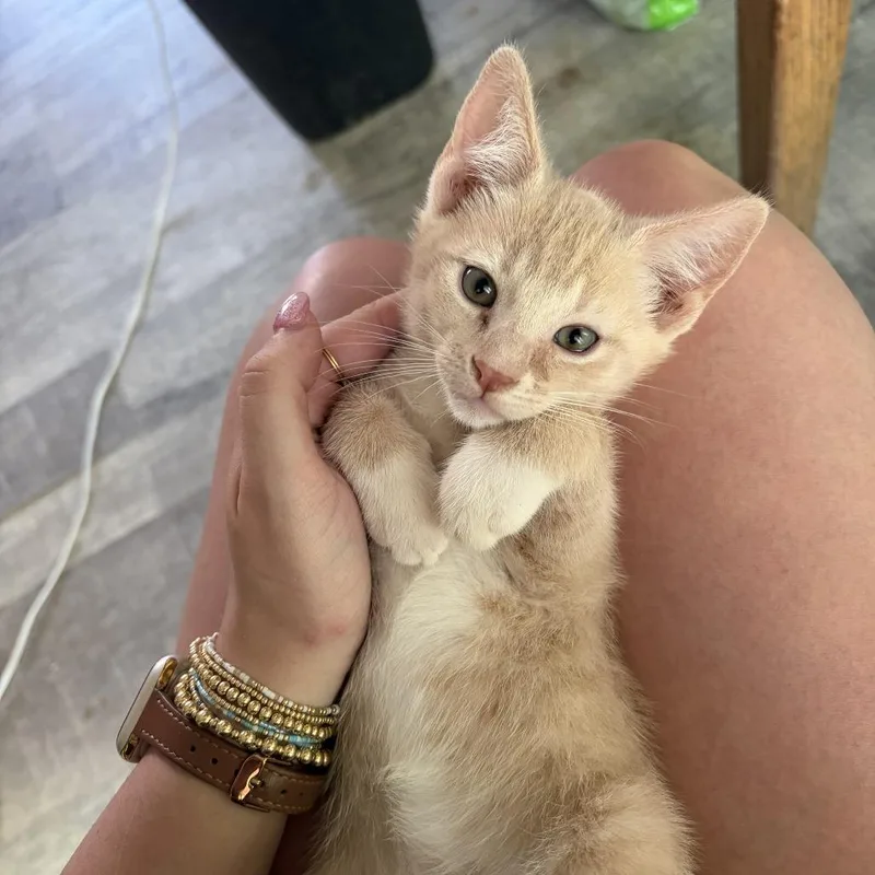 A baby small-sized male Buff / Tan / Fawn Domestic Short Hair cat named Red Balloons for adoption in Bel Air, MD