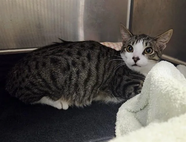 A baby small-sized male Domestic Short Hair cat named Jorge for adoption in Martinez, CA