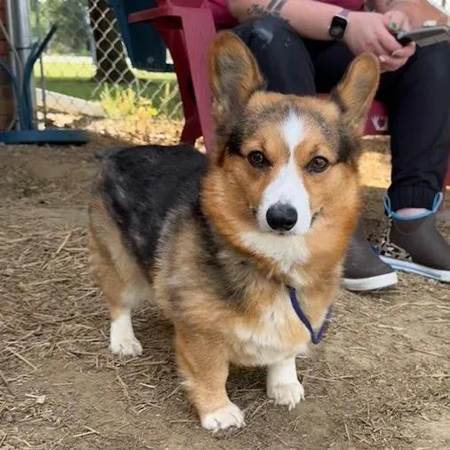Bambino