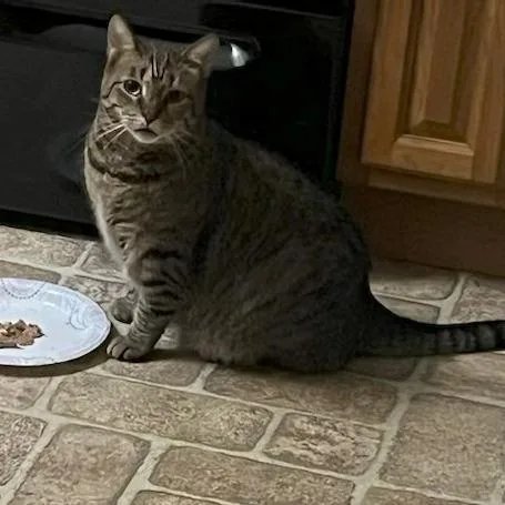 An adult small-sized male Gray / Blue / Silver Domestic Short Hair cat named Jerry for adoption in Washington, DC