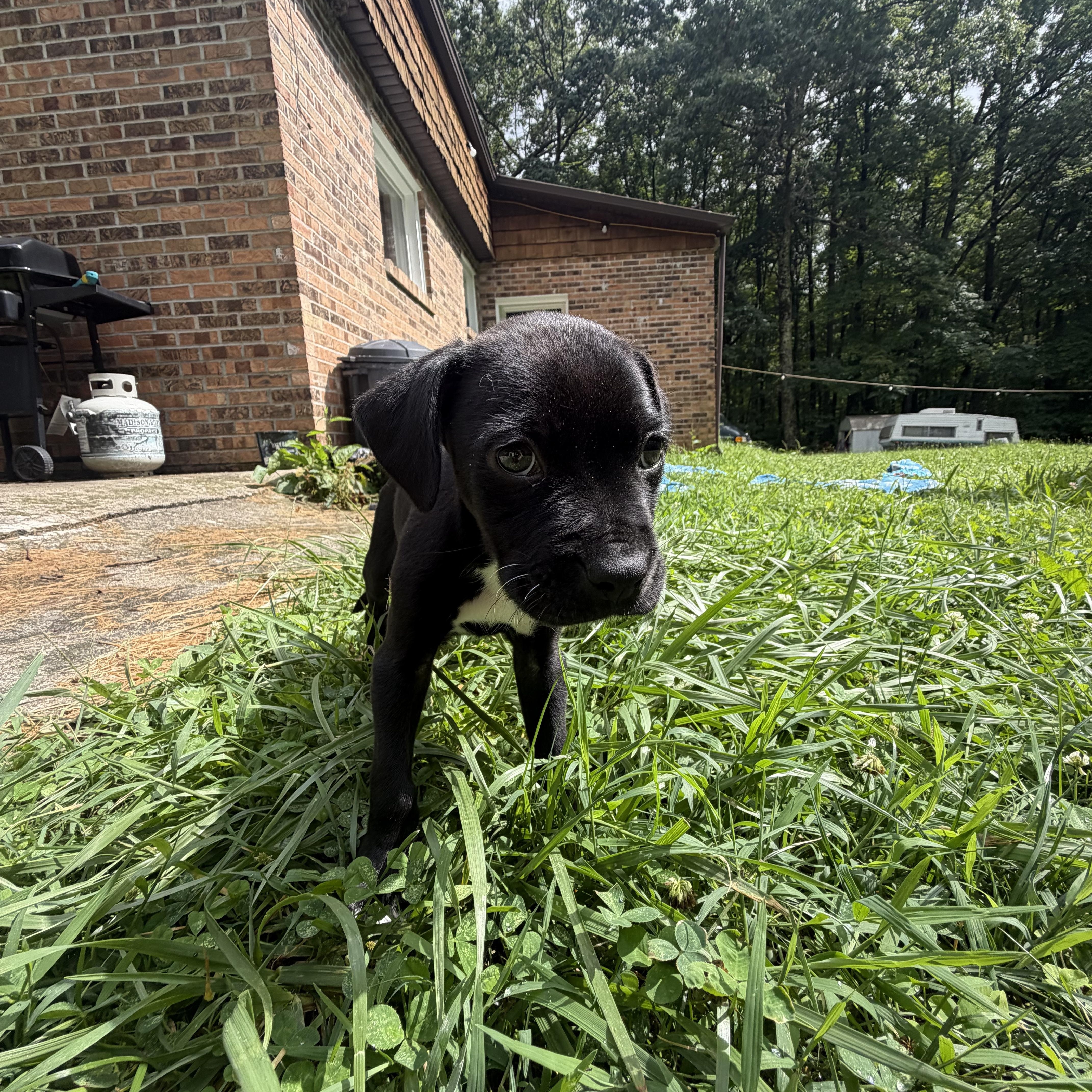 A baby medium-sized male Boxer dog named Darryl for adoption in Hico, WV