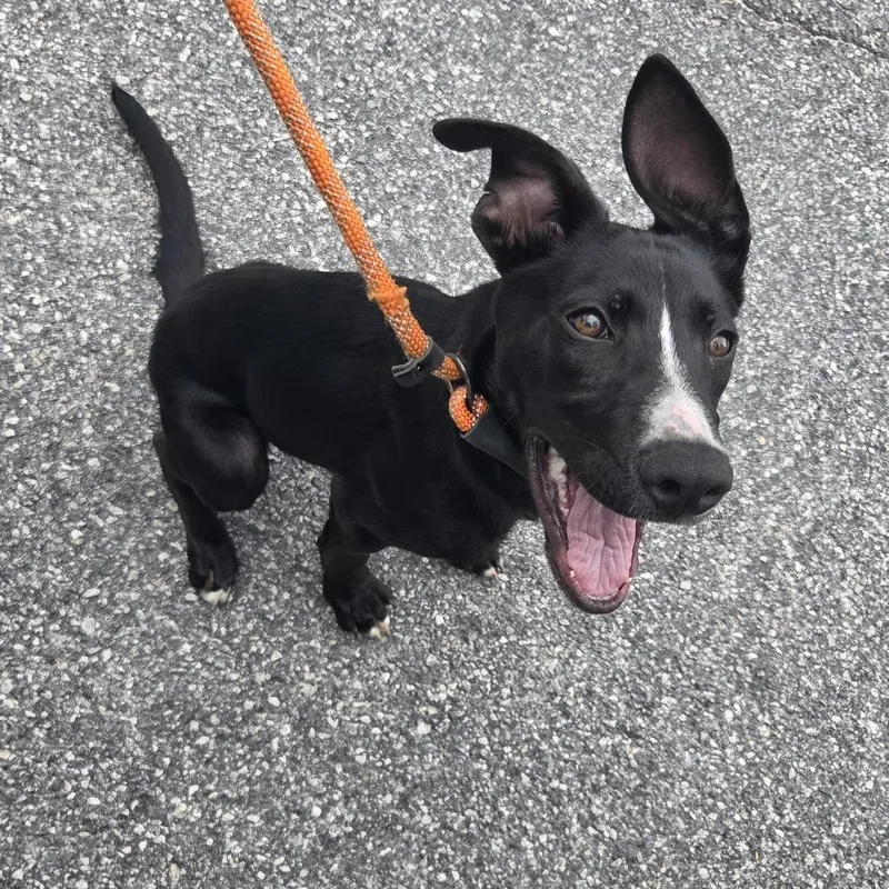 A young small-sized male Black Mixed Breed dog named OwnerMatchReviewBobyAvenue for adoption in Columbus, GA