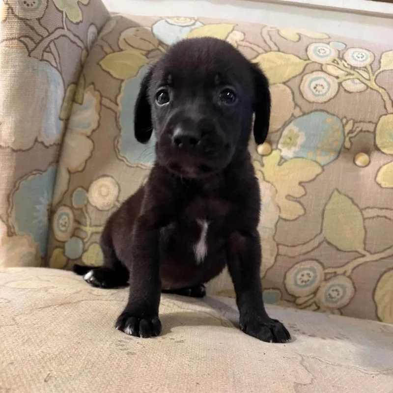 A baby medium-sized female Black Mixed Breed dog named CindyLou for adoption in Fredericksburg, VA