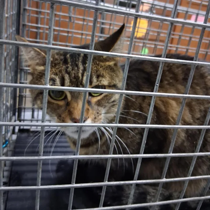 A senior large-sized female Brown / Chocolate Domestic Short Hair cat named Julia for adoption in Summerville, SC