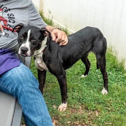 An adult large-sized male Mixed Breed dog named Shoe String for adoption in Chamblee, GA