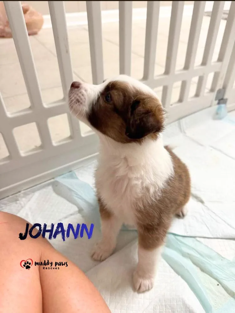 A baby small-sized male Australian Shepherd dog named Aunt & Uncle Litter: for adoption in Council Bluffs, IA