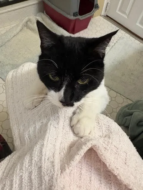 Handy  Willow Grove thumbnail 3