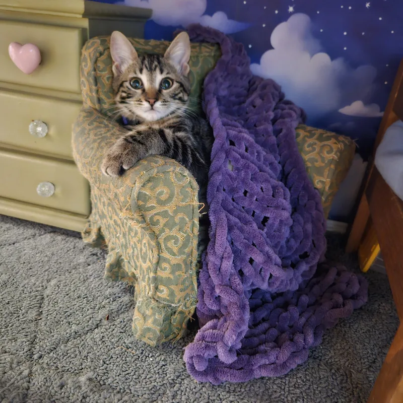 A young small-sized female Tabby (Brown / Chocolate) Domestic Short Hair cat named Stephanie Brown for adoption in Rancho Santa Margarita, CA