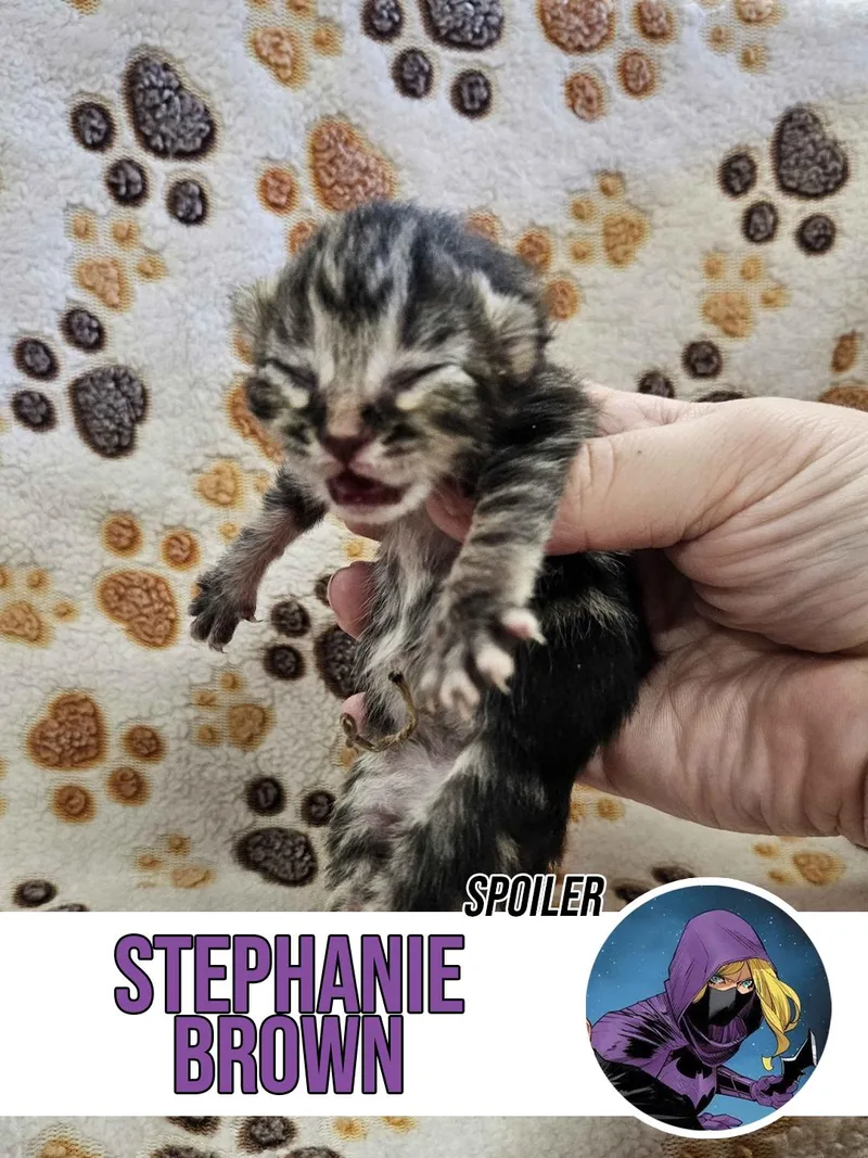 Stephanie Brown thumbnail 5