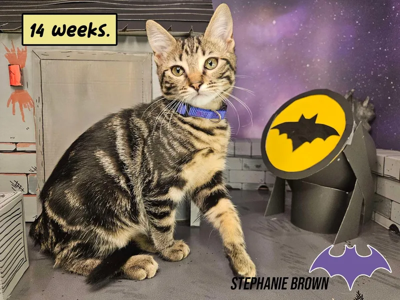 Stephanie Brown thumbnail 6