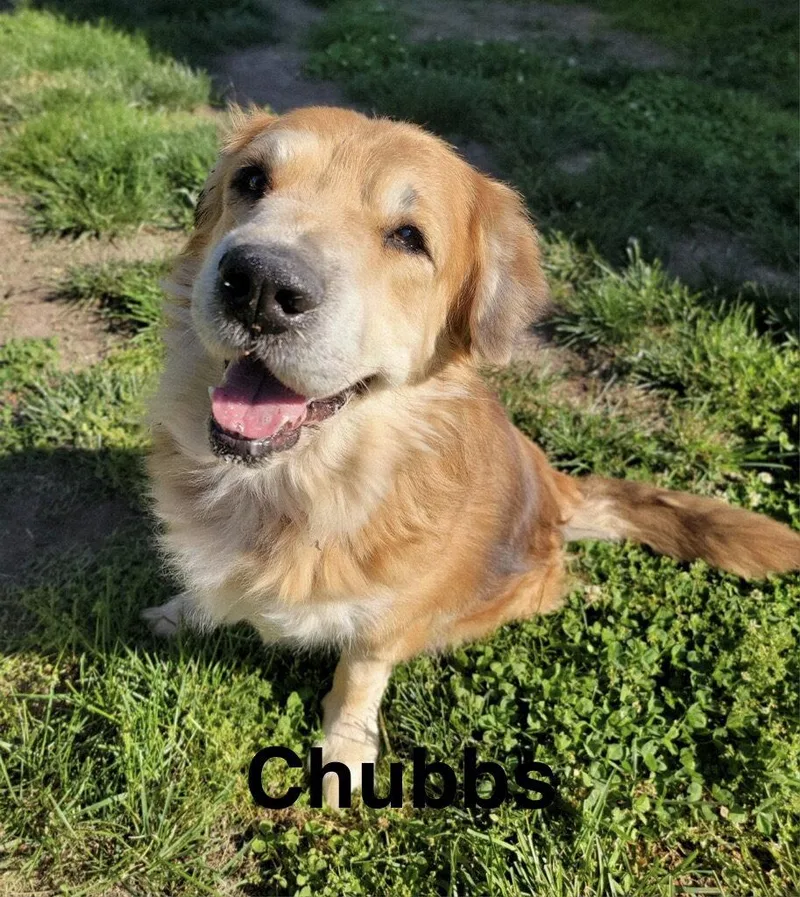 Chubbs thumbnail 2
