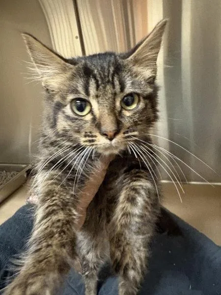 A baby small-sized male Domestic Short Hair cat named Chad for adoption in Kennewick, WA