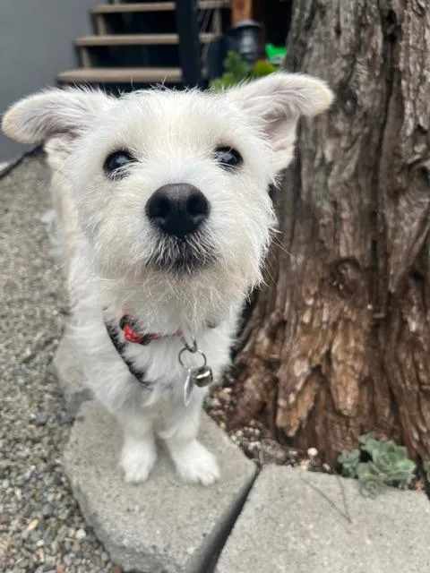 Jack Frost thumbnail 2