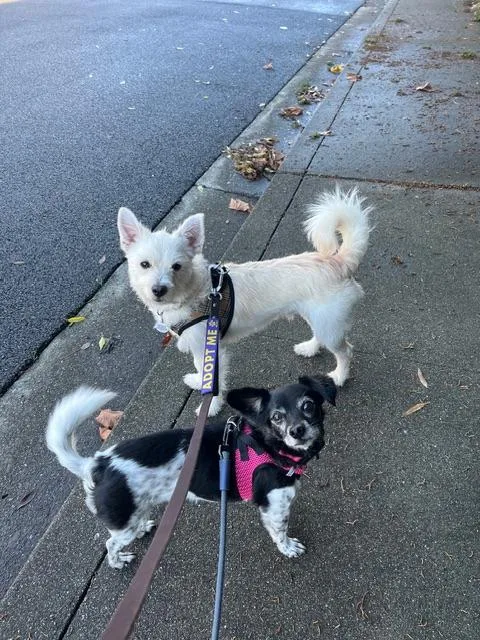 Jack Frost thumbnail 3