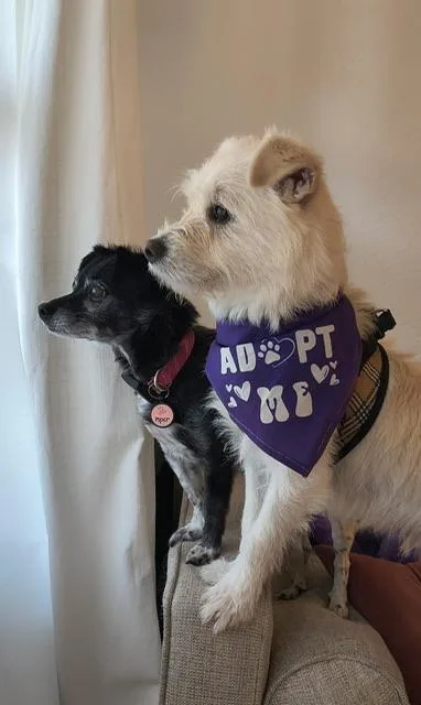 Jack Frost thumbnail 4