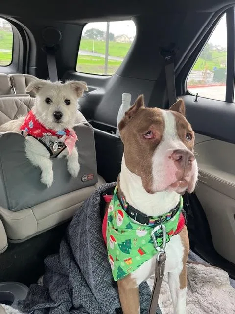 Jack Frost thumbnail 5