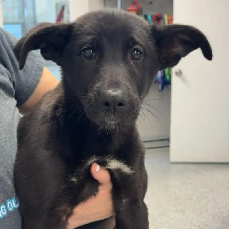 A baby medium-sized female Black Labrador Retriever dog named Brobee for adoption in Normal, IL