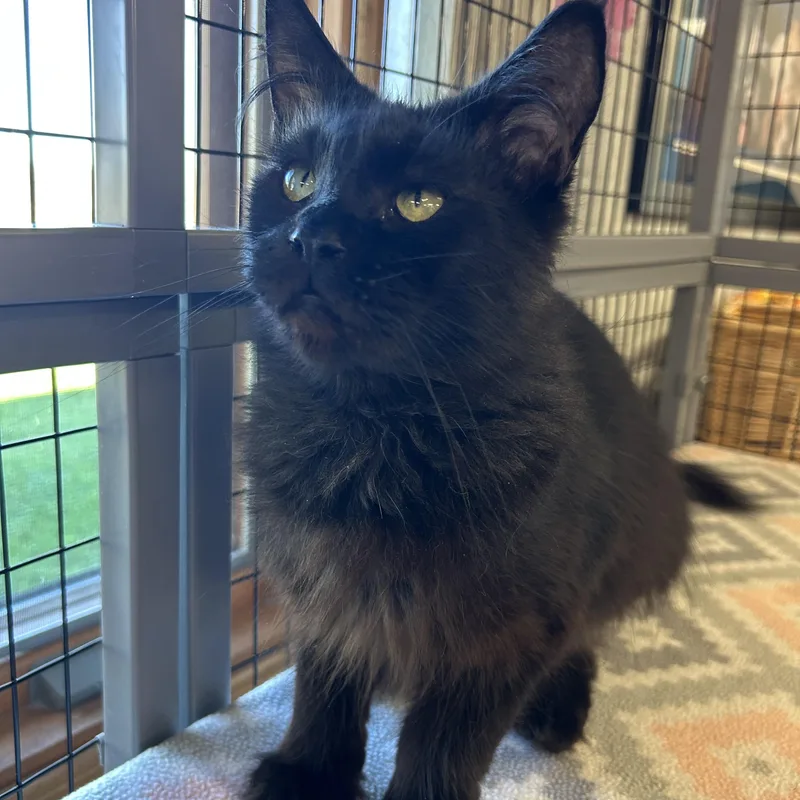 An adult medium-sized female Maine Coon cat named Licorice for adoption in St. Clair, MI