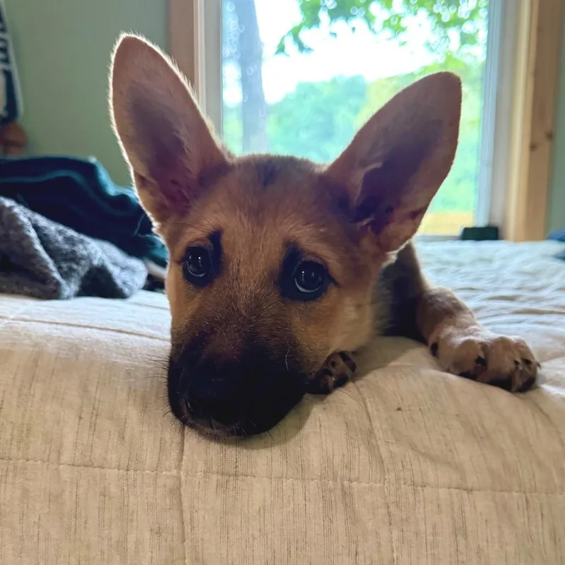A baby small-sized female Yellow / Tan / Blond / Fawn Mixed Breed dog named Ziti for adoption in Buffalo, MN