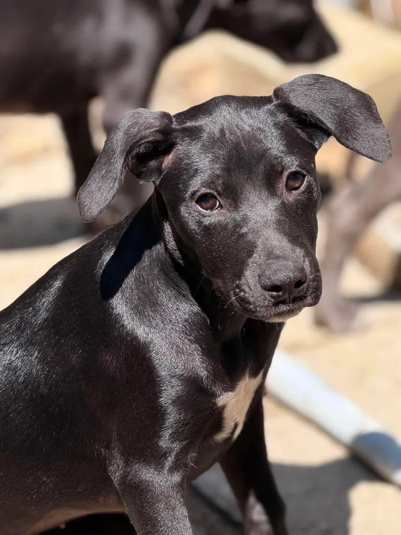 A baby medium-sized female Black Mixed Breed dog named Betsy for adoption in BONIFAY, FL