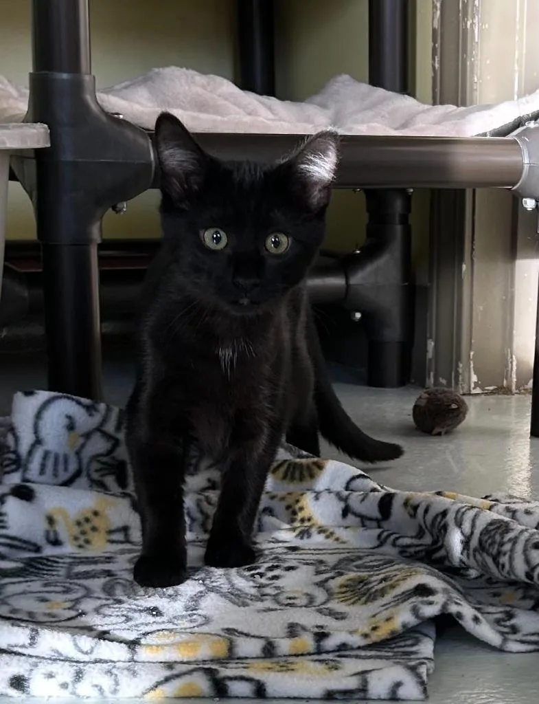 A baby small-sized female Domestic Short Hair cat named Echo for adoption in Blountville, TN