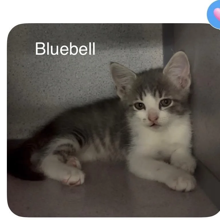 Bluebell thumbnail 4