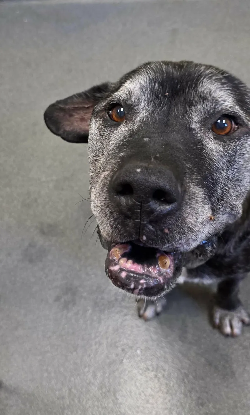 Thor   Yrs. thumbnail 2