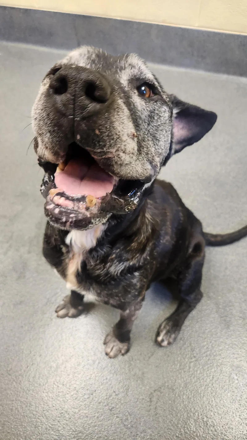 Thor   Yrs. thumbnail 3