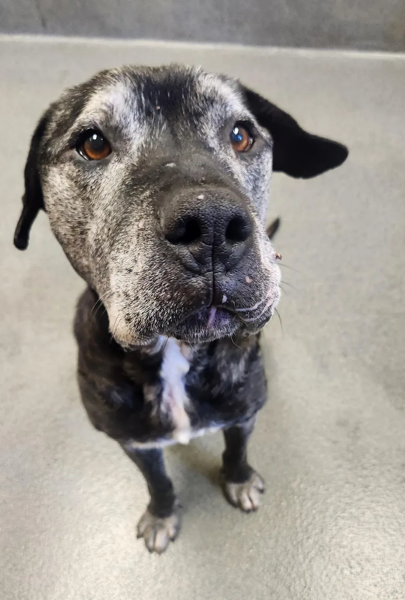 Thor   Yrs. thumbnail 6