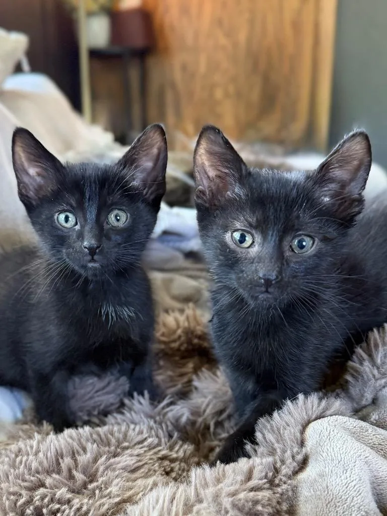 A baby medium-sized male Domestic Short Hair cat named Chirp for adoption in Menomonie, WI