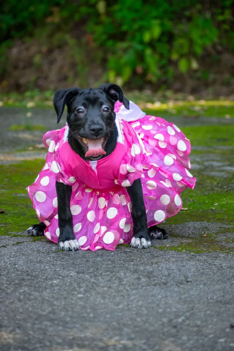 A baby small-sized female Black Hound dog named Minnie Winnie for adoption in Sevierville, TN