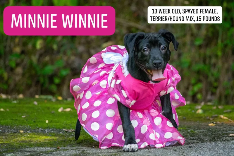 Minnie Winnie thumbnail 4