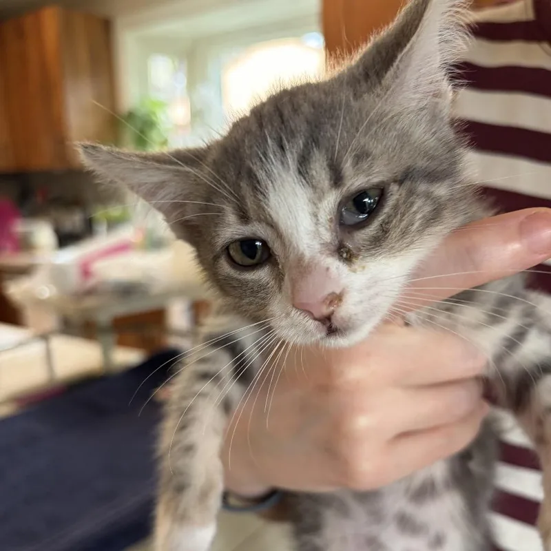 A baby small-sized female Gray / Blue / Silver Domestic Short Hair cat named Zuma for adoption in Long Beach, CA