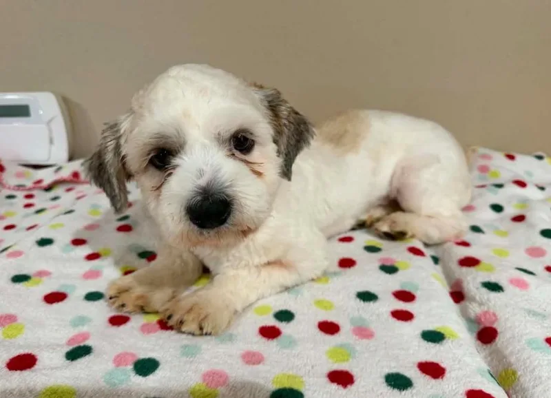 A baby small-sized male Shih Tzu dog named Allan In Tx for adoption in Cranston, RI