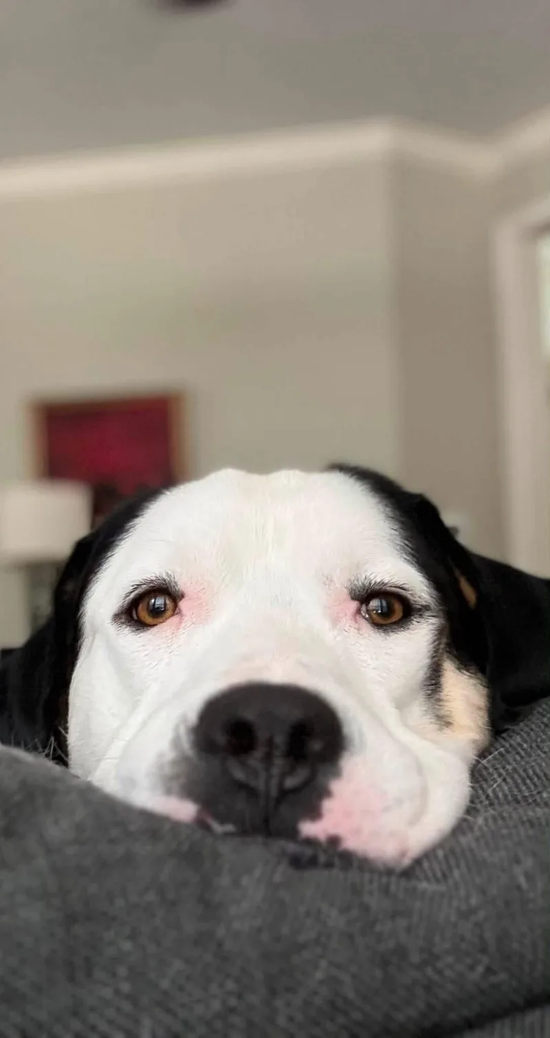 An adult large-sized male Labrador Retriever dog named Ted for adoption in Southlake, TX