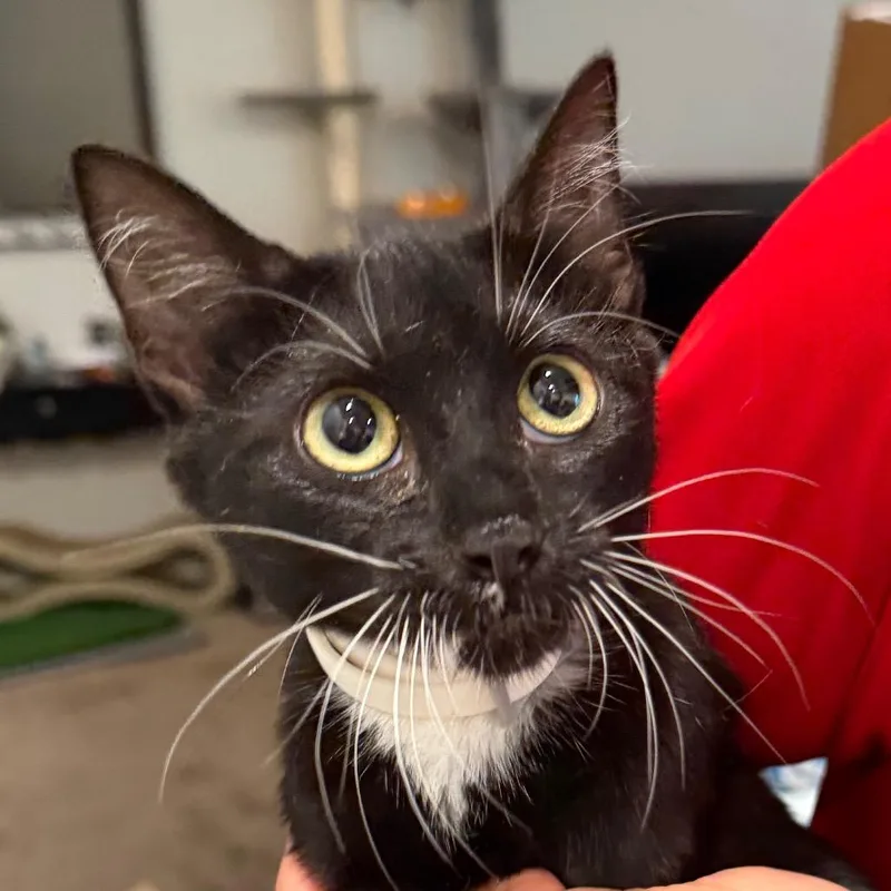 A baby small-sized female Black Domestic Short Hair cat named Allie for adoption in Midland, TX