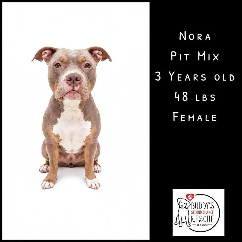 An adult large-sized female Pit Bull Terrier dog named Nora for adoption in Amherst, NY