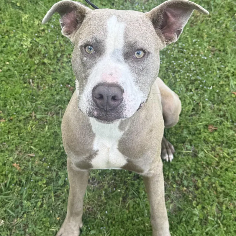 An adult medium-sized male Yellow / Tan / Blond / Fawn Pit Bull Terrier dog named Thor for adoption in Clanton, AL