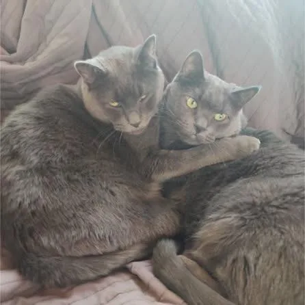 A senior small-sized male Gray / Blue / Silver Domestic Short Hair cat named Ozzy C for adoption in Princeton, MN