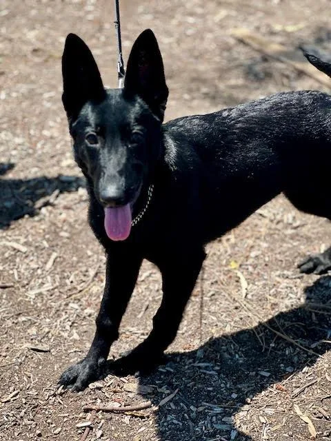 A young large-sized female Black German Shepherd Dog dog named Cola for adoption in Newport Beach, CA