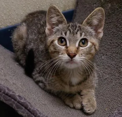 A baby small-sized female Domestic Short Hair cat named Nani for adoption in Baraboo, WI