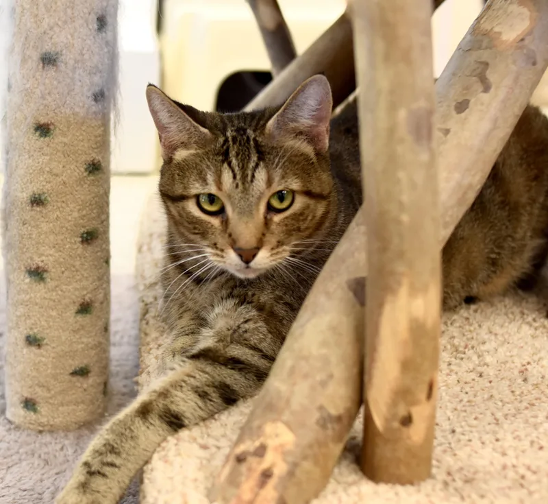 A young medium-sized female Brown / Chocolate Domestic Short Hair cat named Poppy for adoption in Cincinnati, OH