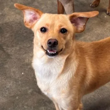 A young small-sized female Chihuahua dog named Lucy for adoption in Danbury, CT