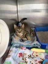 A young medium-sized female Tabby (Brown / Chocolate) Domestic Short Hair cat named Olive for adoption in Manitowoc, WI