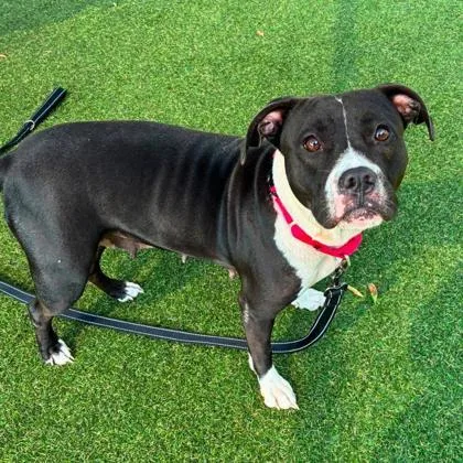 An adult large-sized female Terrier dog named Glinda for adoption in Gastonia, NC