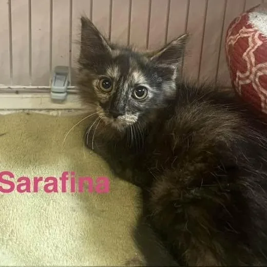 A baby medium-sized female Tortoiseshell Domestic Medium Hair cat named Sarafina for adoption in Cleveland, OH