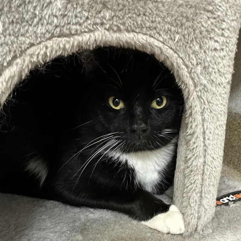 An adult large-sized male Black Domestic Short Hair cat named James Bond for adoption in Naperville, IL