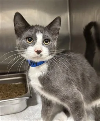 A young small-sized male Domestic Short Hair cat named Ryan for adoption in Upper Marlboro, MD