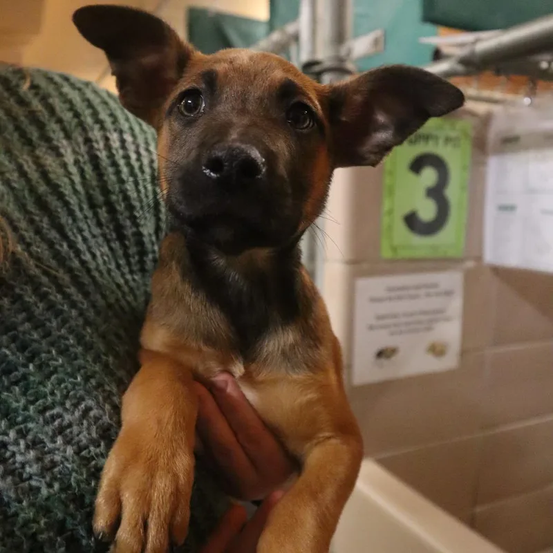 A baby medium-sized female Yellow / Tan / Blond / Fawn Mixed Breed dog named Hazel for adoption in Waukesha, WI