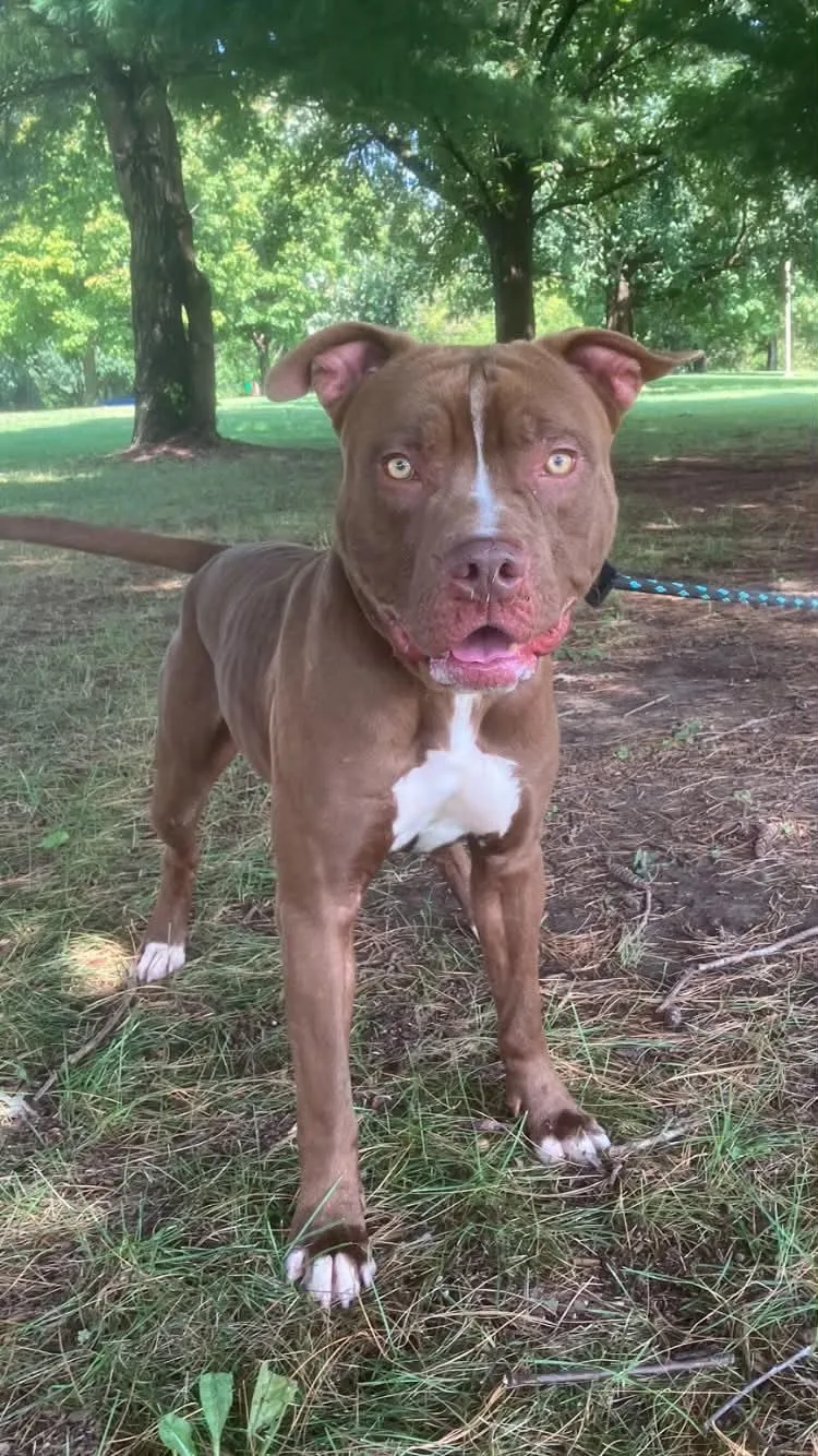 An adult medium-sized male Brown / Chocolate Pit Bull Terrier dog named Coltrane for adoption in Springfield, IL